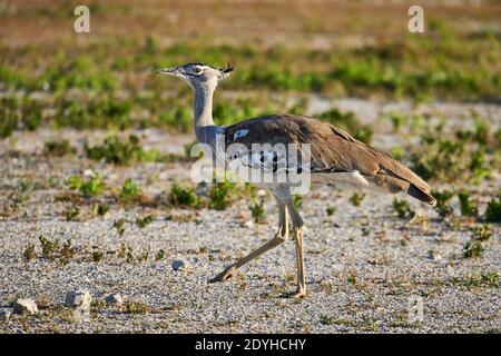 Kori bustard uno del più grande di volo di uccello, fotografato nella savana della Namibia Foto Stock