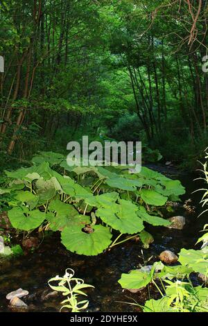 Torrente di montagna di sorgenti minerali in mezzo alla densità foresta, affluente del fiume Vacha, Monti Rodopi, distretto di Plovdiv, Bulgaria Foto Stock