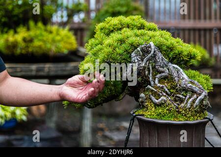 Giardino Bonsai in Izu, Giappone Foto Stock