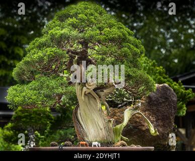 Giardino Bonsai in Izu, Giappone Foto Stock