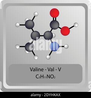 Valina – Val – V struttura chimica degli aminoacidi. Molecola modello a sfera e stick di formula molecolare. Biochimica, medicina ed educazione scientifica. Illustrazione Vettoriale