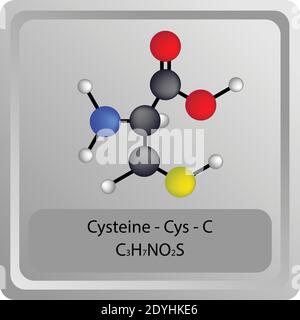 Cisteina – Cys – struttura chimica degli aminoacidi C. Molecola modello a sfera e stick di formula molecolare. Biochimica, medicina ed educazione scientifica. Illustrazione Vettoriale