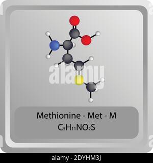 Metionina – MET – M struttura chimica amminoacidica. Molecola modello a sfera e stick di formula molecolare. Biochimica, medicina ed educazione scientifica. Illustrazione Vettoriale