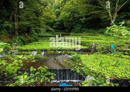 Wasabi ha bisogno di acqua pulita e corrente. Qui il flusso d'acqua da campo a campo può essere visto bene Foto Stock