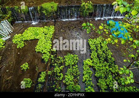 Wasabi ha bisogno di acqua pulita e corrente. Qui il flusso d'acqua da campo a campo può essere visto bene Foto Stock