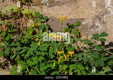 Primo piano di corydalis gialla che cresce in un muro di pietra naturale, chiamato anche Pseudofumaria lutea Foto Stock