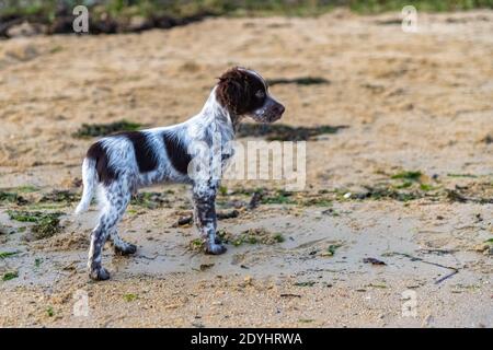 Un cane inglese setter, un simpatico cucciolo che gioca sulla spiaggia Foto Stock