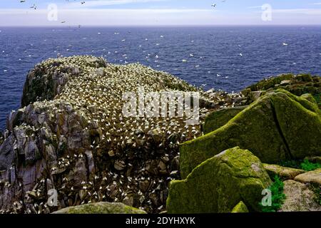 Great Saltee Island, Co.Wexford, Irlanda Foto Stock