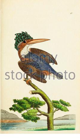 Kingfisher malachita (cristato di Corythornis), illustrazione d'annata pubblicata nella Miscellanea del naturalista dal 1789 Foto Stock