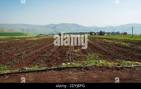 una cooperativa di moshav agricoli nella valle del giordano nel west bank con montagne sullo sfondo e un nuovo terreno irrigato con gocciolamento piantato Foto Stock