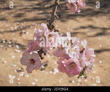 un grappolo di fiori bianchi di mandorle pinkish promette un abbondante crop con petali caduti sfocati e ombre di rami dentro lo sfondo Foto Stock