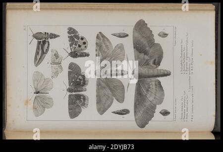 Lago superiore- il suo carattere, la vegetazione, e gli animali, rispetto a quelli di altre regioni simili (Pl. 7) (8444862692). Foto Stock