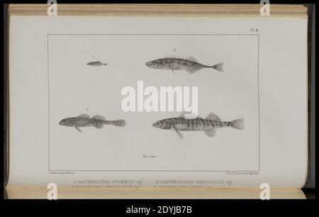 Lago superiore- il suo carattere, la vegetazione, e gli animali, rispetto a quelli di altre regioni simili (Pl. 4) (8443773023). Foto Stock