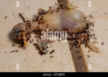 Ants africani a testa grossa della specie Pheidole megacephala che predica Un uccello morto perching Foto Stock