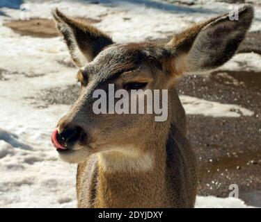 Anearling, cervi Whitetail, nel Red River, New Mexico, USA leccando il popcorn dal naso, sciogliendo la neve a terra. Colpo di testa Foto Stock