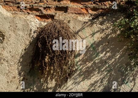 Una pianta essiccata cresciuta tra i mattoni su un vecchio muro di cemento Foto Stock