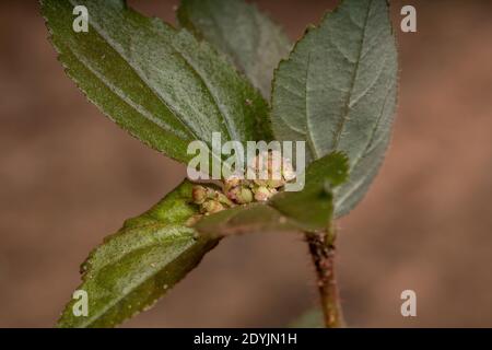 Fiore di una pianta di Asma della specie Euphorbia hirta Foto Stock