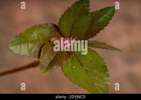 Fiore di una pianta di Asma della specie Euphorbia hirta Foto Stock