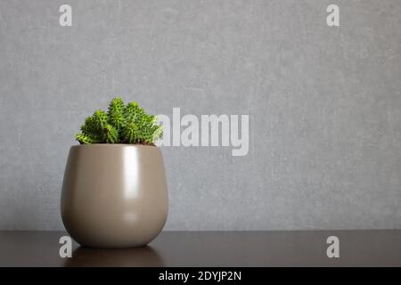 Euforbia verde susannae pianta succulente che cresce in vaso di ceramica isolato su fondo pulito posto fuori centro uno scaffale. Foto Stock