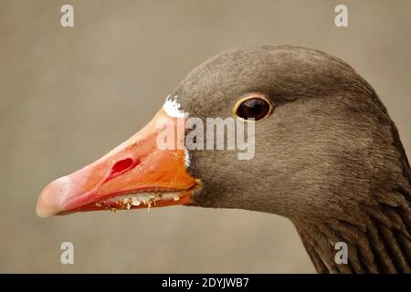 Primo colpo di testa di un'oca di Greylag, Anser anser, un membro di una grande famiglia di oche di uccelli acquatici. Fauna selvatica urbana trovata in un parco a Londra. Foto Stock