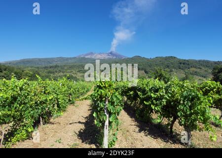 Vigneto e Vulcano Etna che è fumo, natura e cultura enologica del turismo siciliano Foto Stock