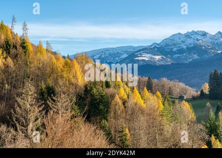 Montagne rocciose e foresta autunnale con alberi colorati. Paesaggio di alta montagna e luce incredibile. Ubicazione: Berschis, Canton San Gallo, Svizzera Foto Stock