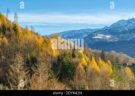 Montagne rocciose e foresta autunnale con alberi colorati. Paesaggio di alta montagna e luce incredibile. Ubicazione: Berschis, Canton San Gallo, Svizzera Foto Stock