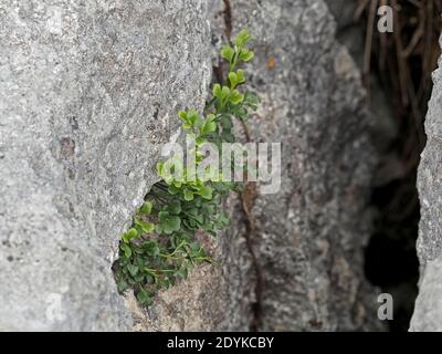 Wall Rue (Asplenium ruta-muraria) una specie di felce, che cresce in crepe in pavimentazione calcarea a Cumbria, Inghilterra, Regno Unito Foto Stock