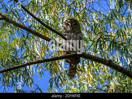 Un Barred Owl (Strix varia) arroccato sul suo roost di giorno. Texas, Stati Uniti. Foto Stock