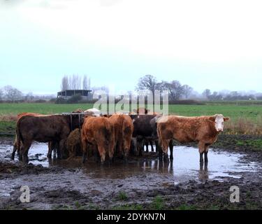 Dicembre 2020 - luogo di alimentazione del bestiame in un campo invernale in una fattoria a Somerset, Regno Unito. Foto Stock