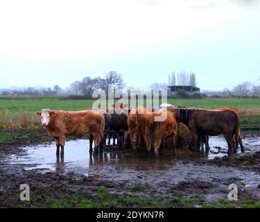 Dicembre 2020 - luogo di alimentazione del bestiame in un campo invernale in una fattoria a Somerset, Regno Unito. Foto Stock