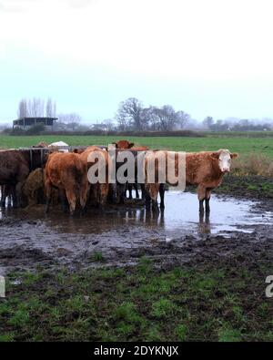 Dicembre 2020 - luogo di alimentazione del bestiame in un campo invernale in una fattoria a Somerset, Regno Unito. Foto Stock