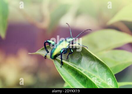 Belle coleotteri perch sulle foglie Foto Stock