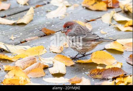 Maschio casa finch a British Columbia Canada; Nord america Foto Stock