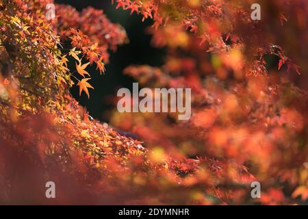 Kyoto Japan le foglie d'acero giapponese si trasformano in foglie d'autunno rosse, gialle e arancioni al tempio Kiyomizu-dera. Foto Stock