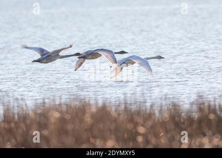 Cigno del trombettista volante a British Columbia Canada; Nord america Foto Stock