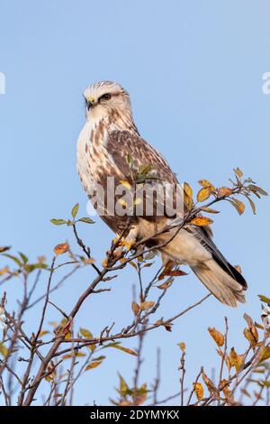 Falco a zampe a Delta British Columbia, Canada, Nord america Foto Stock