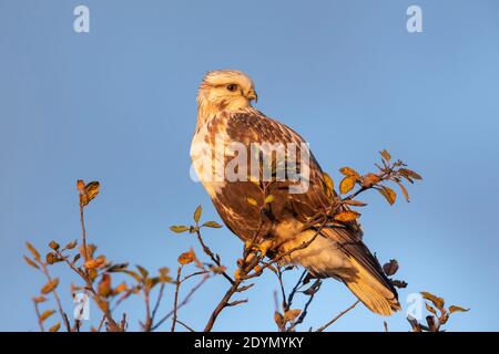 Falco a zampe a Delta British Columbia, Canada, Nord america Foto Stock