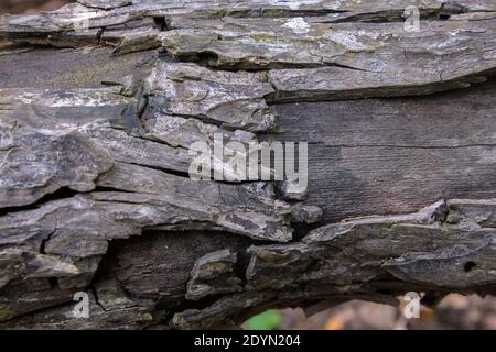 Vecchia corteccia marcita su tronco di albero caduto Foto Stock