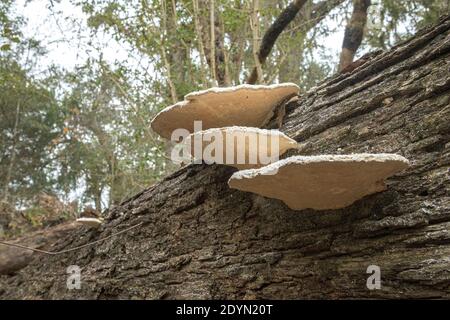 Fungo bianco scaffale su tronco di albero in giù Foto Stock