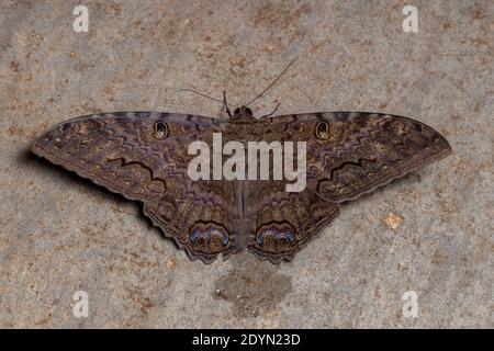 Falena nera della specie Ascalapha odorata Foto Stock