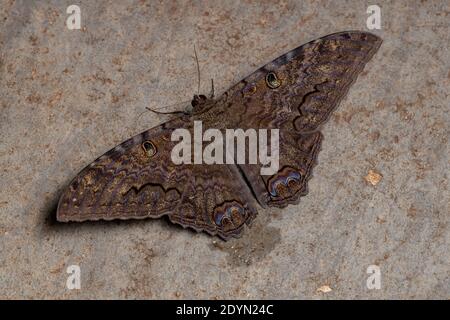 Falena nera della specie Ascalapha odorata Foto Stock