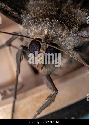 Falena nera della specie Ascalapha odorata Foto Stock