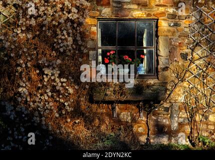 Fiori nella finestra di un cottage sul Santo Isola di Lindisfarne Foto Stock