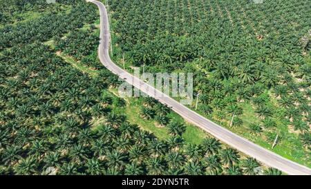 Vista aerea della strada attraverso la piantagione di palme Foto Stock