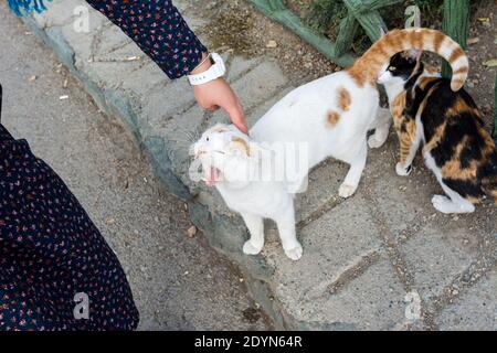 Una mano di donna che tocca un feroce gatto persiano senza casa al complesso Tochal, Teheran, Iran. Foto Stock