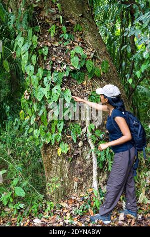 Donna panamense nella foresta pluviale del parco metropolitano, Città di Panama, Repubblica di Panama. Foto Stock