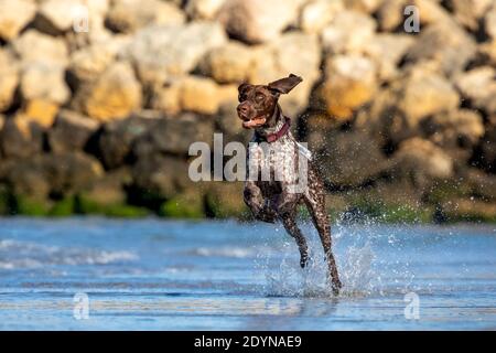 Puntatore tedesco shorthaered che gioca nelle acque poco profonde della spiaggia. Foto Stock
