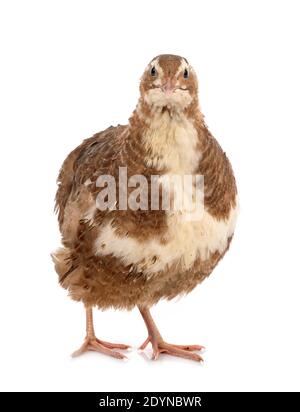 Le quaglie giapponesi davanti a uno sfondo bianco Foto Stock