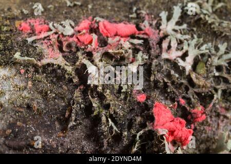 Funghi licenicolari (Illosporiopsis christiansenii) Foto Stock